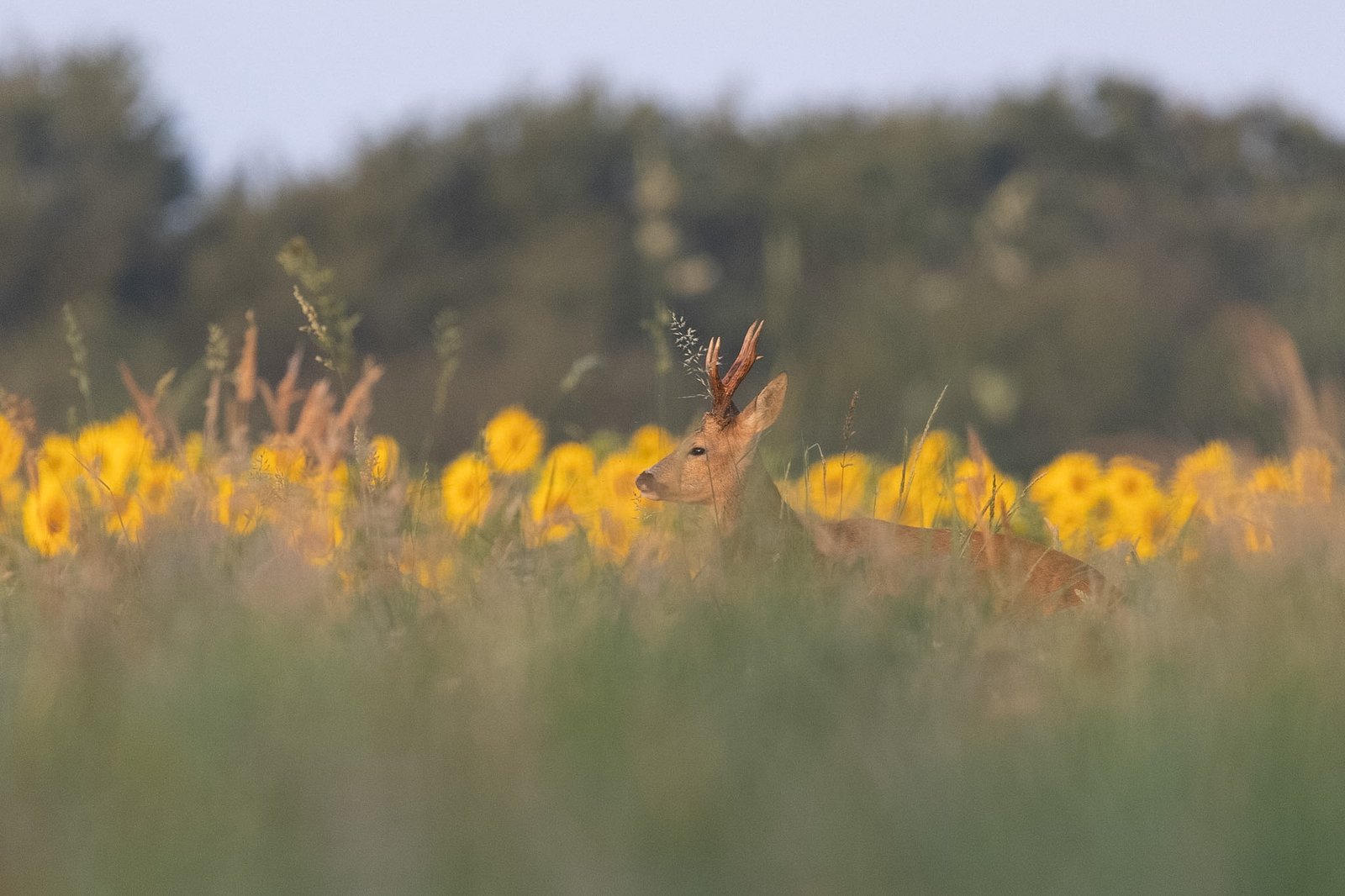 Photographie animalière en Charente-Maritime par une photographe à Saintes