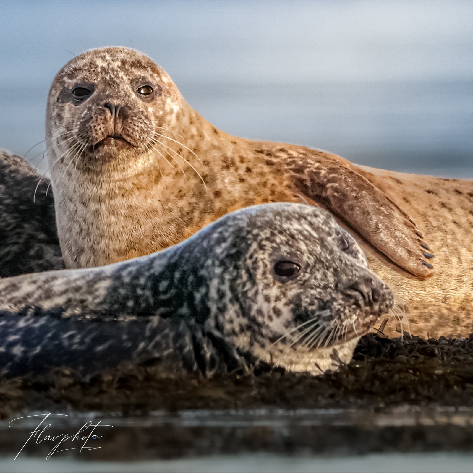 Photo nature en Charente-Maritime